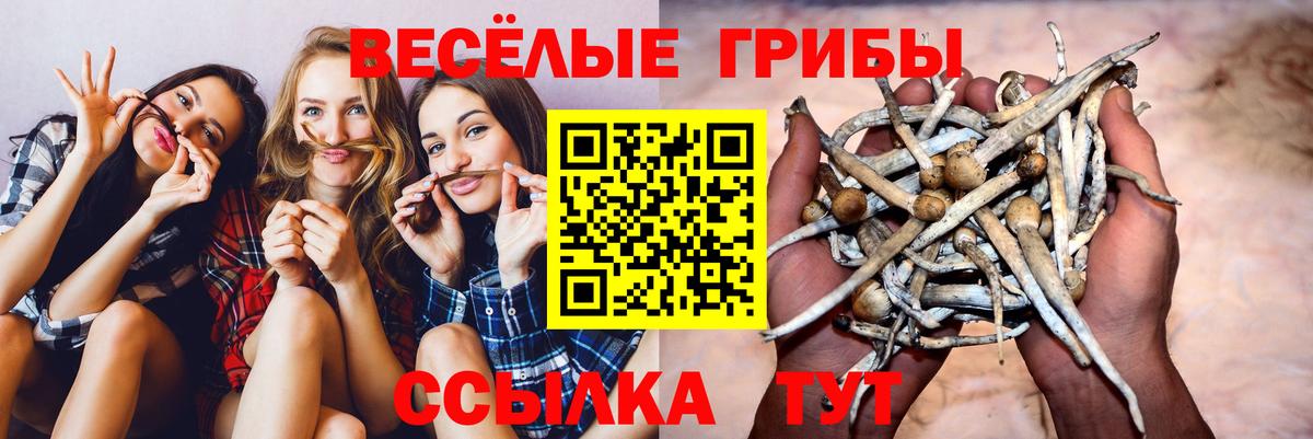 Псилоцибиновые грибы Psilocybe  Вход с VPN  Псилоцибиновые грибы Psilocybine cubensis  Назрань 